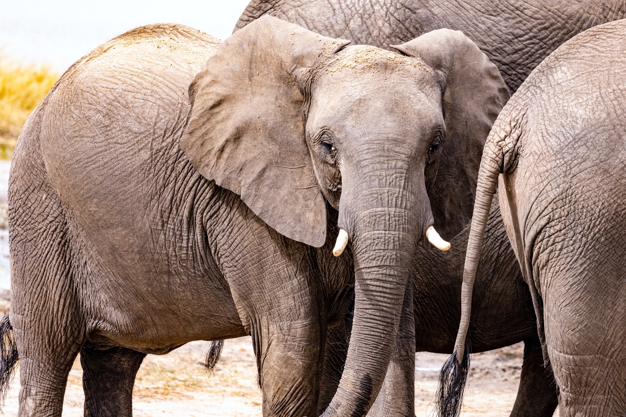 a young elephant stands out amongst the herd