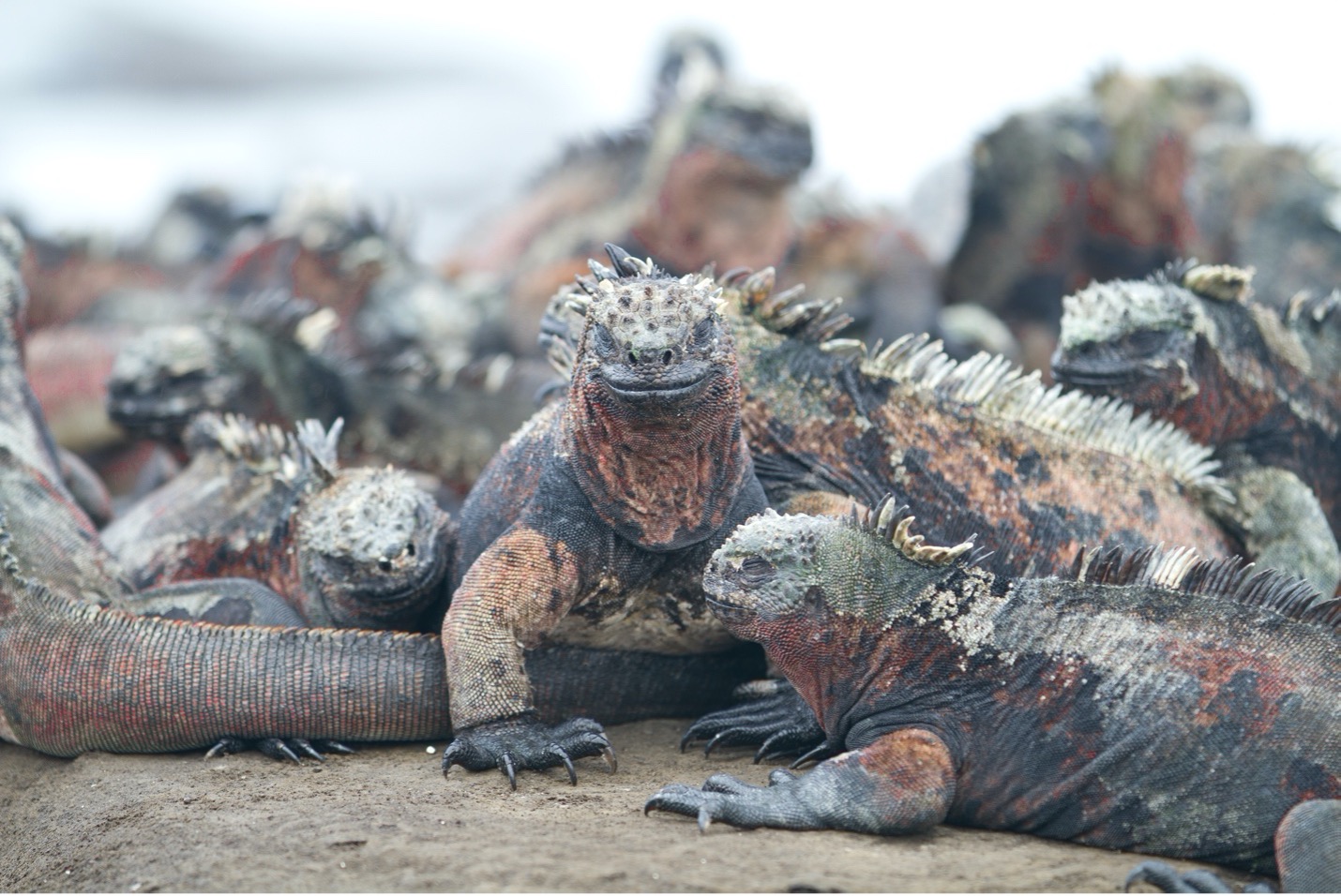 a wide photo of piles of marine iguanas
