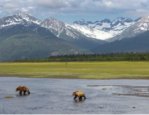 two brown bears walk through a creek behind bear camp in lake clark national park