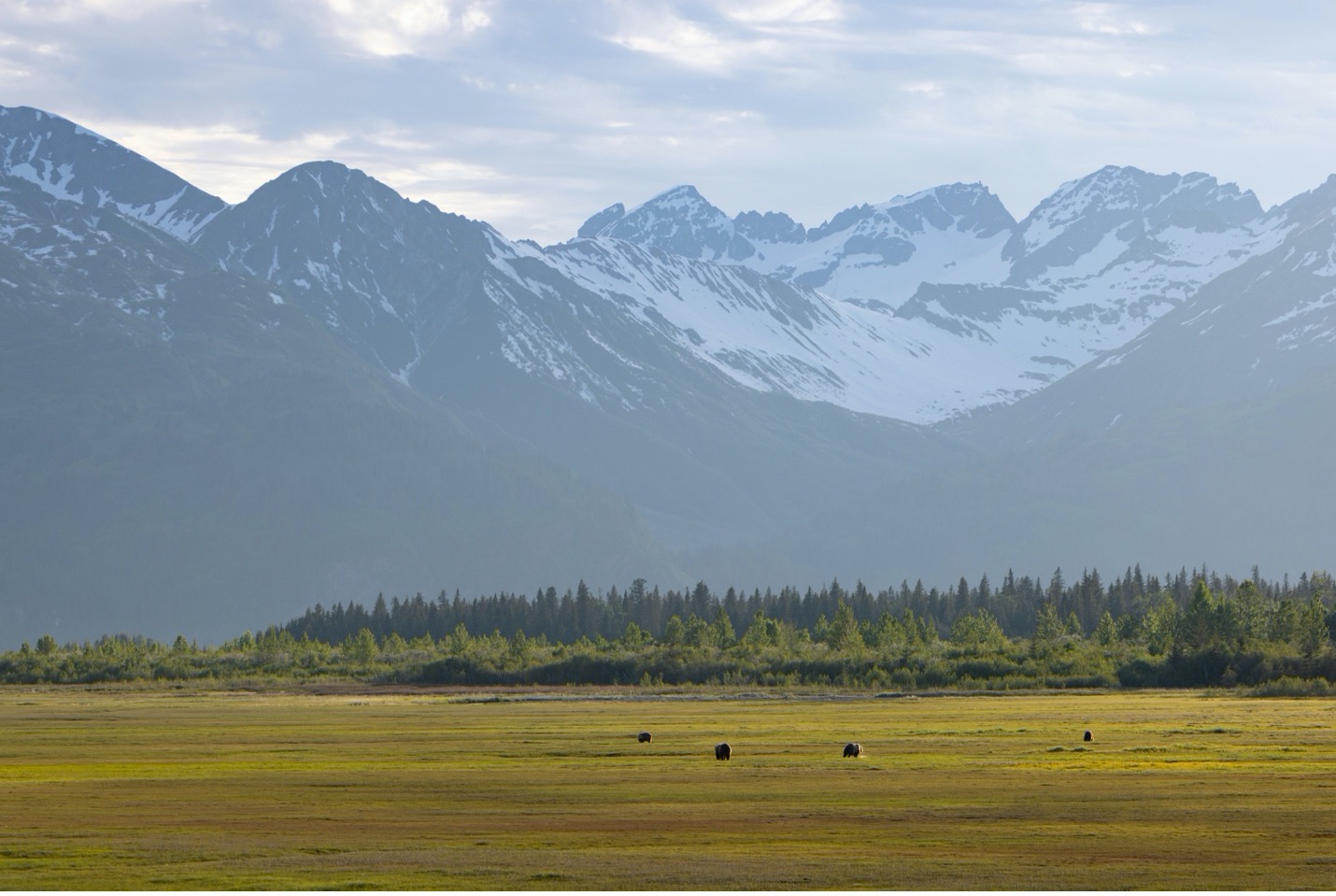 brown bears dot the meadow of lake clark national park near bear camp