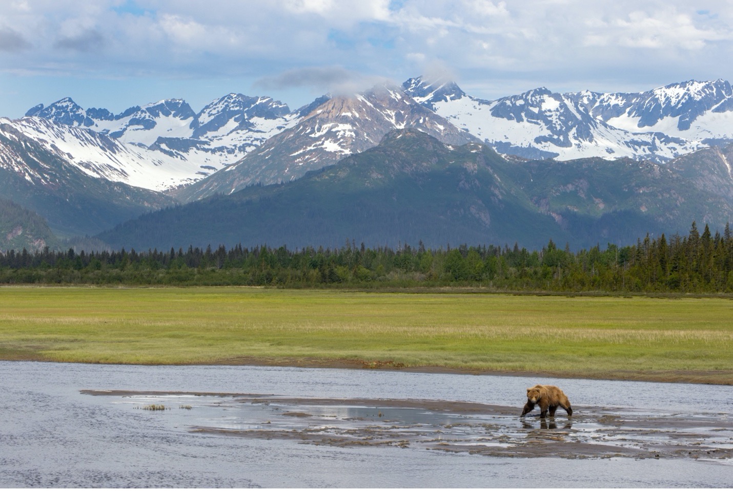 a grizzly bear walks through a creek in lake clark national park