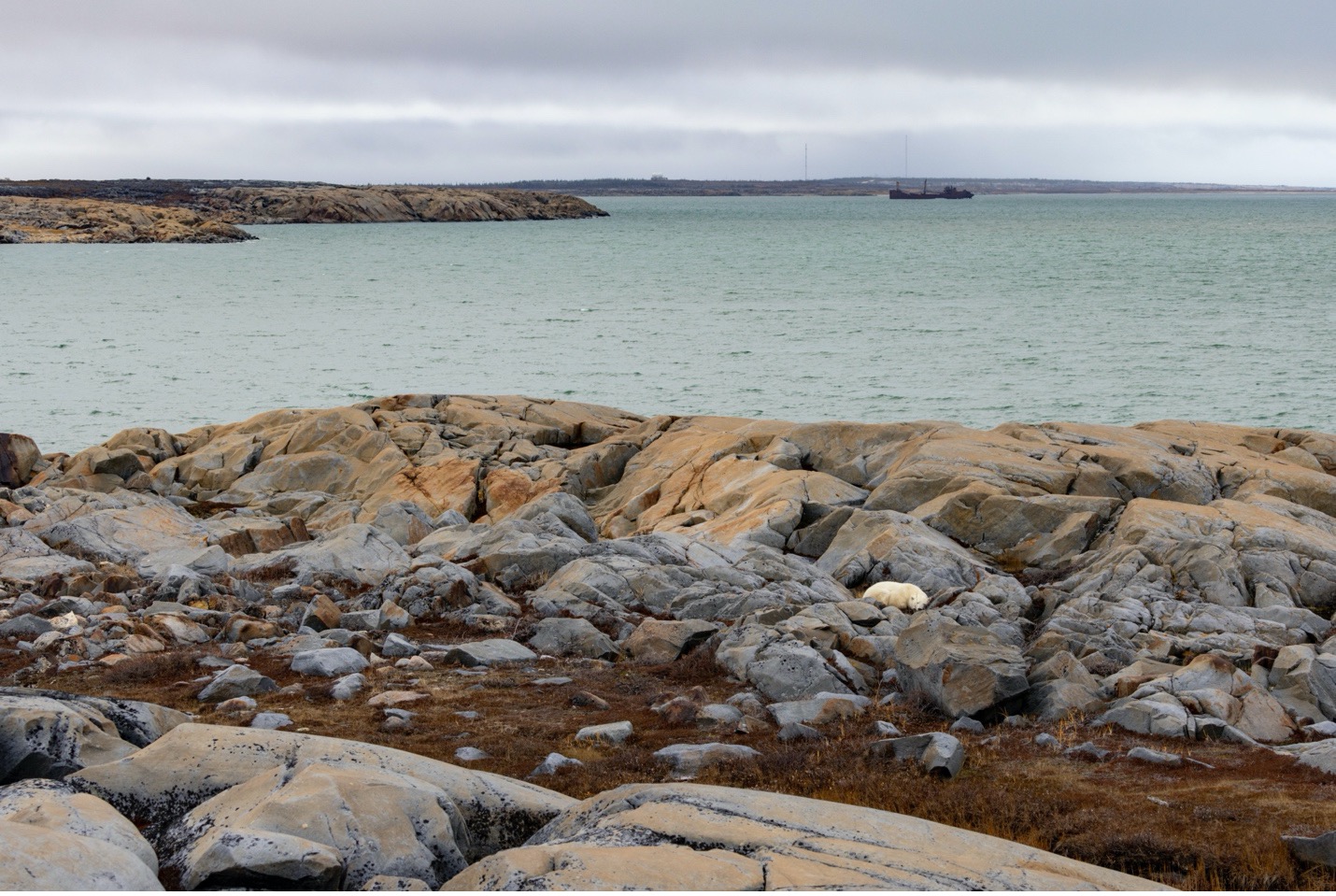 a wide open tundra landscape with a small polar bear resting