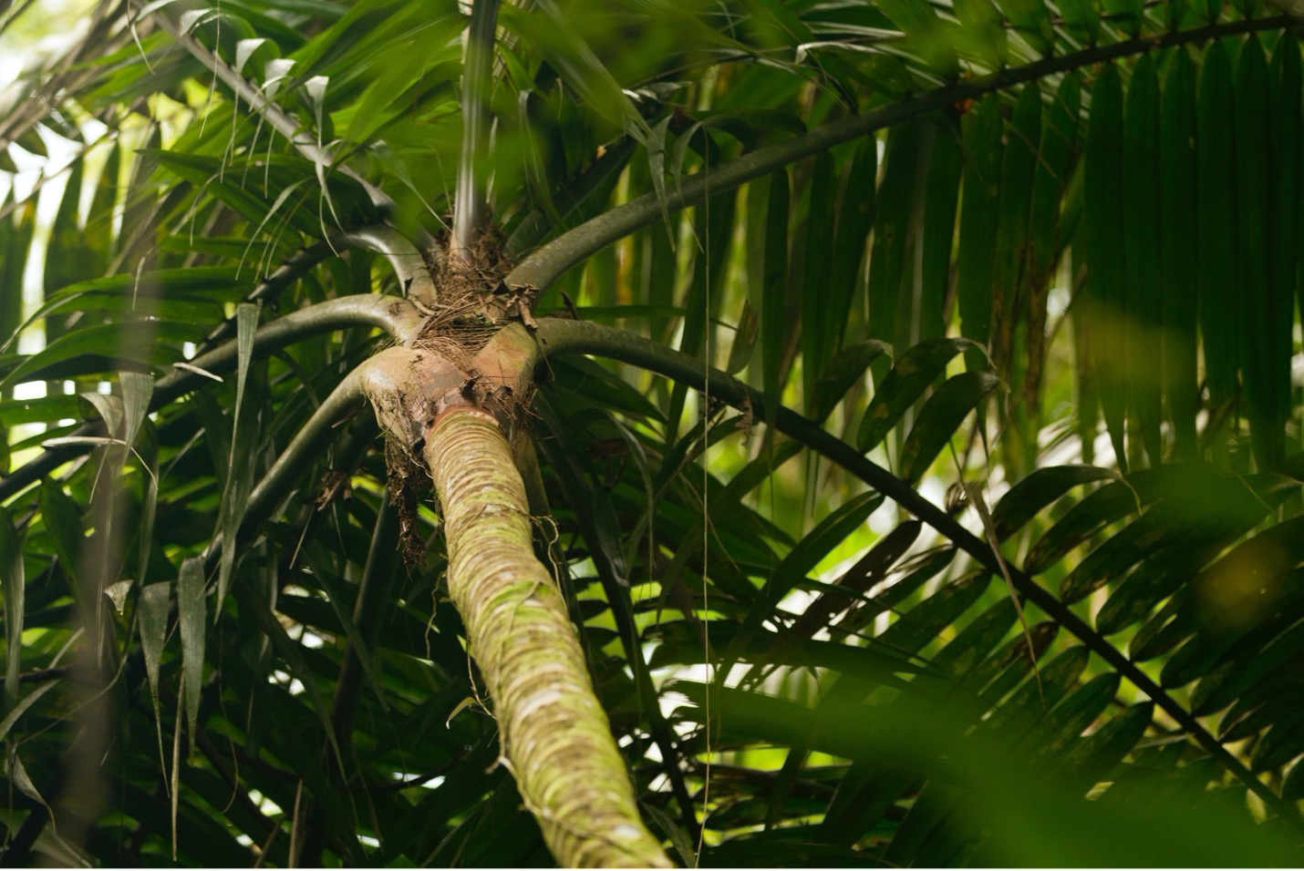 the underside of a palm whirls in the photo