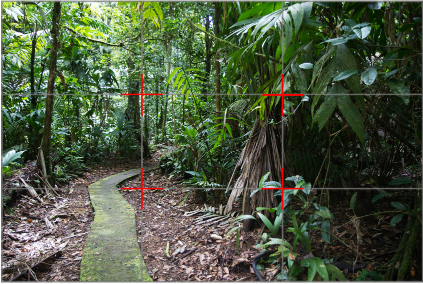 rule of thirds over a jungle scene