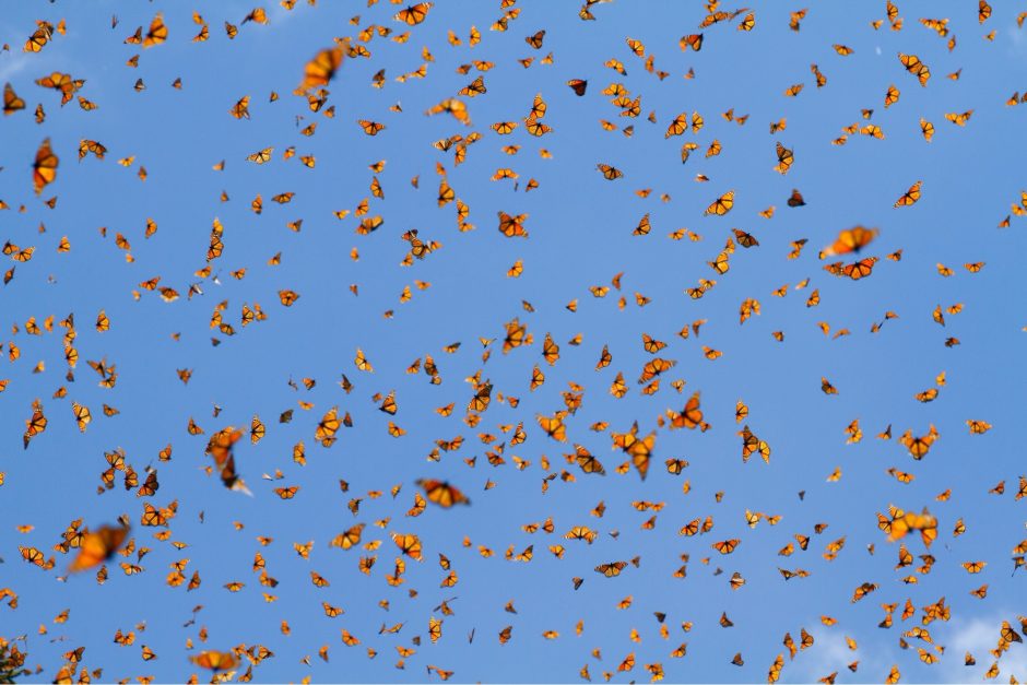 hundreds of monarchs are soaring in the air against a blue sky