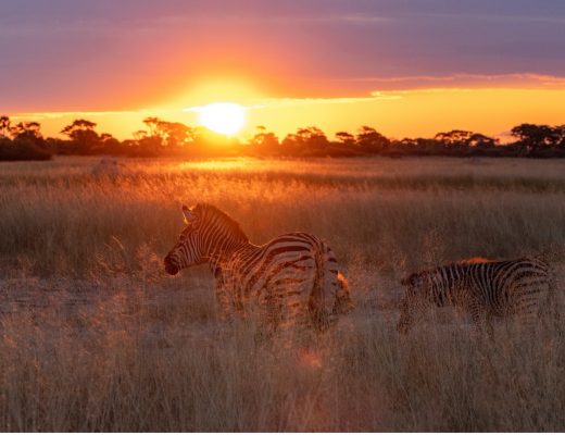 a colorful sun is on the horizon with a zebra in the foreground