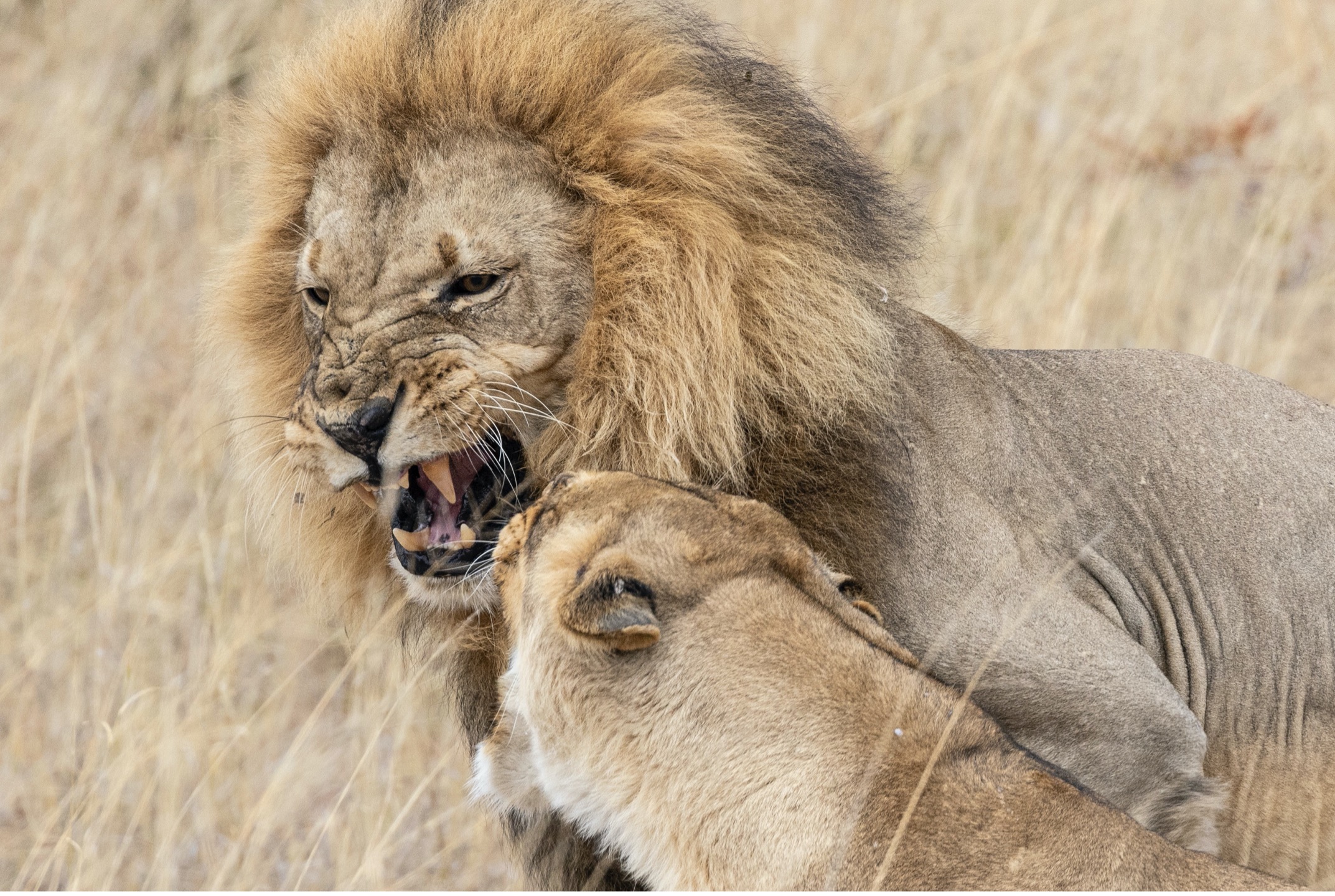 two lions tangle with one another and snarl
