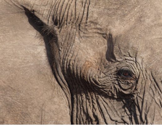 a close-up of an elephant eye