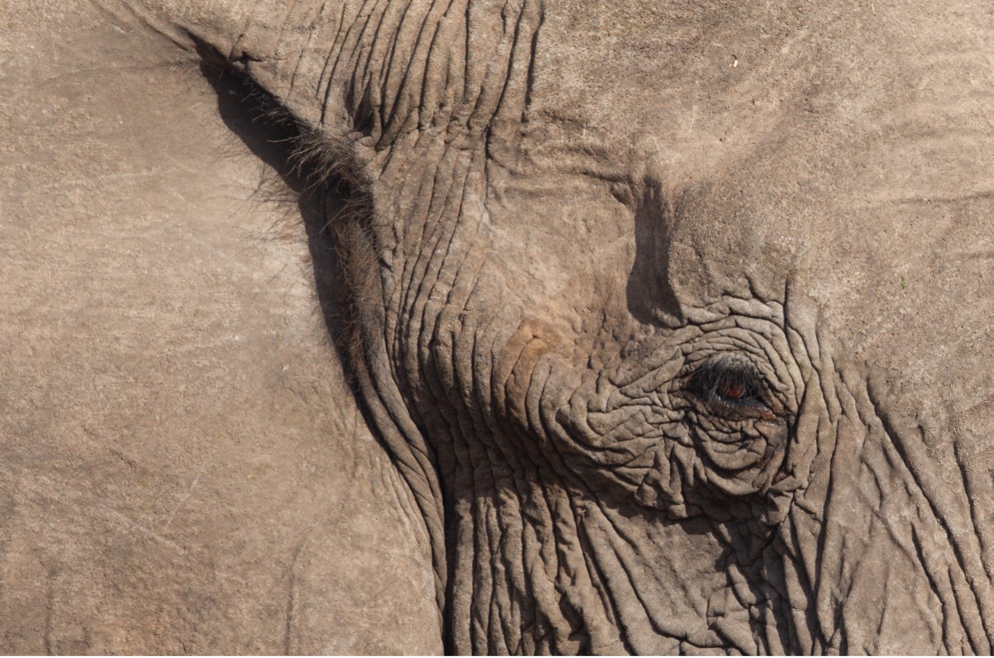 a close-up of an elephant eye