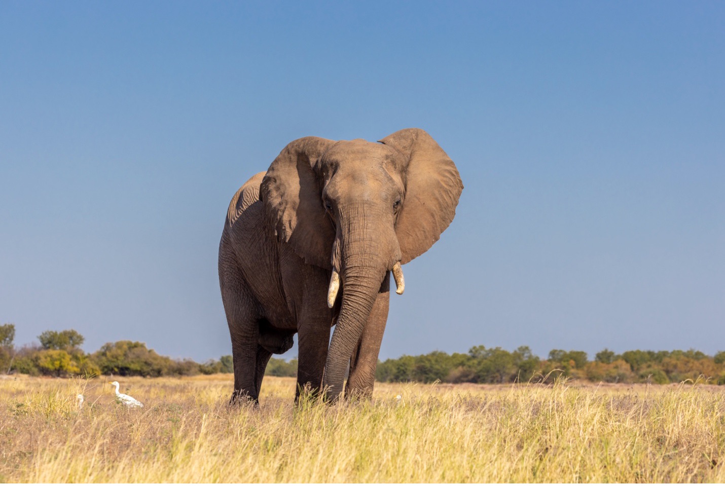 an elephant looks at the photographer