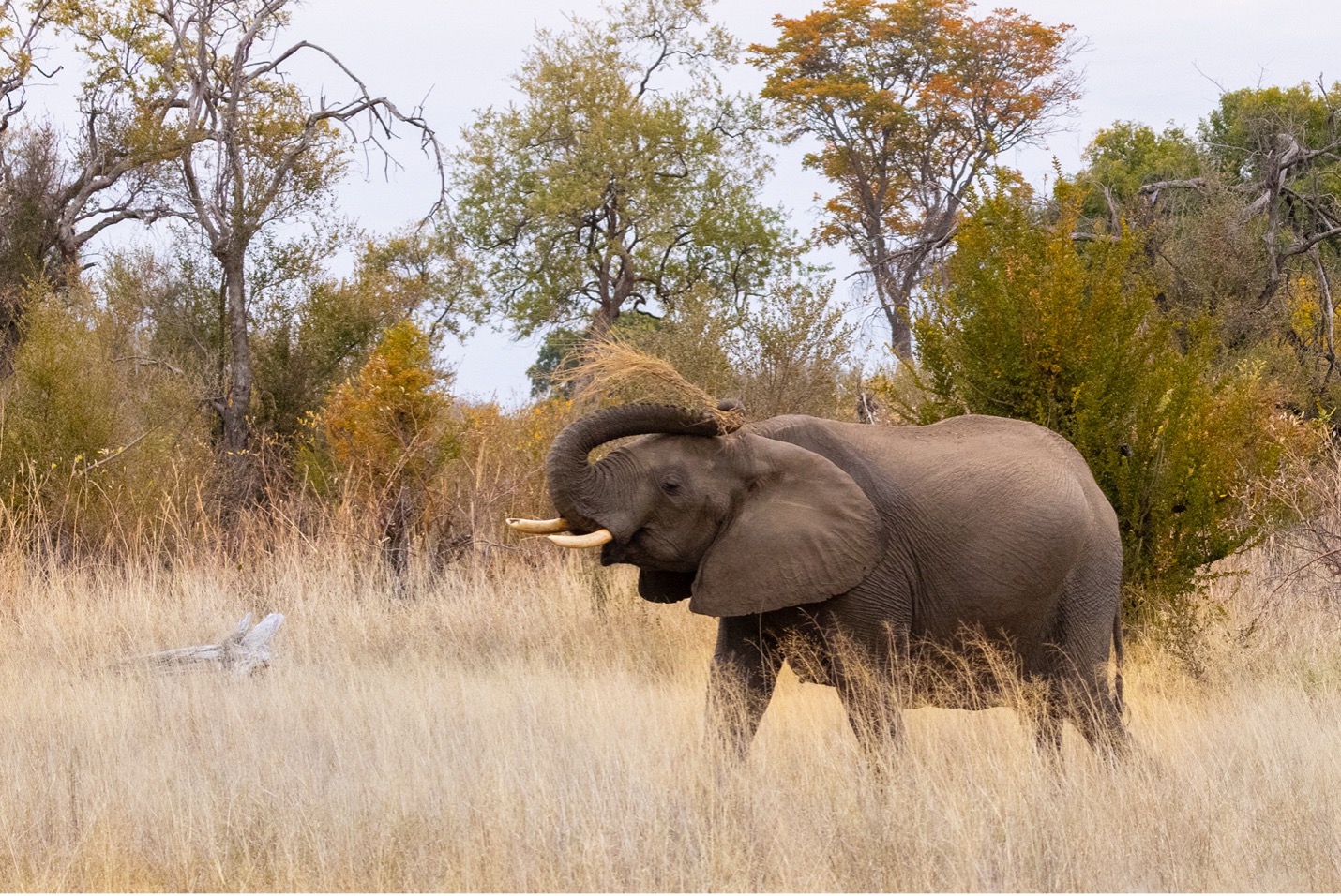 an elephant uses grasses as a tool to shoo away flies