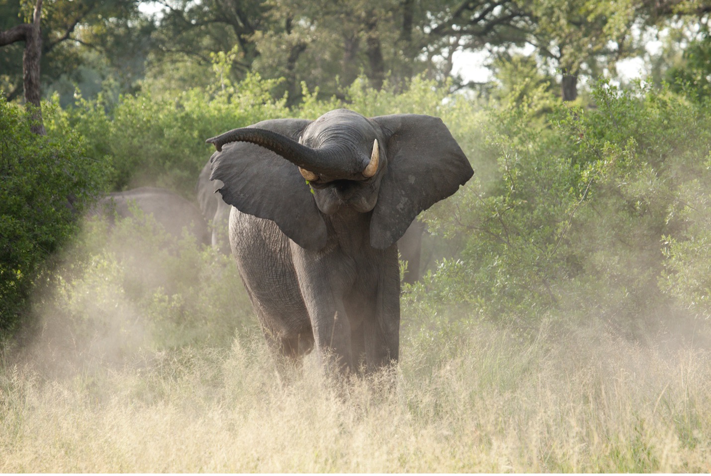 a young elephant trumpets to scare away painted dogs