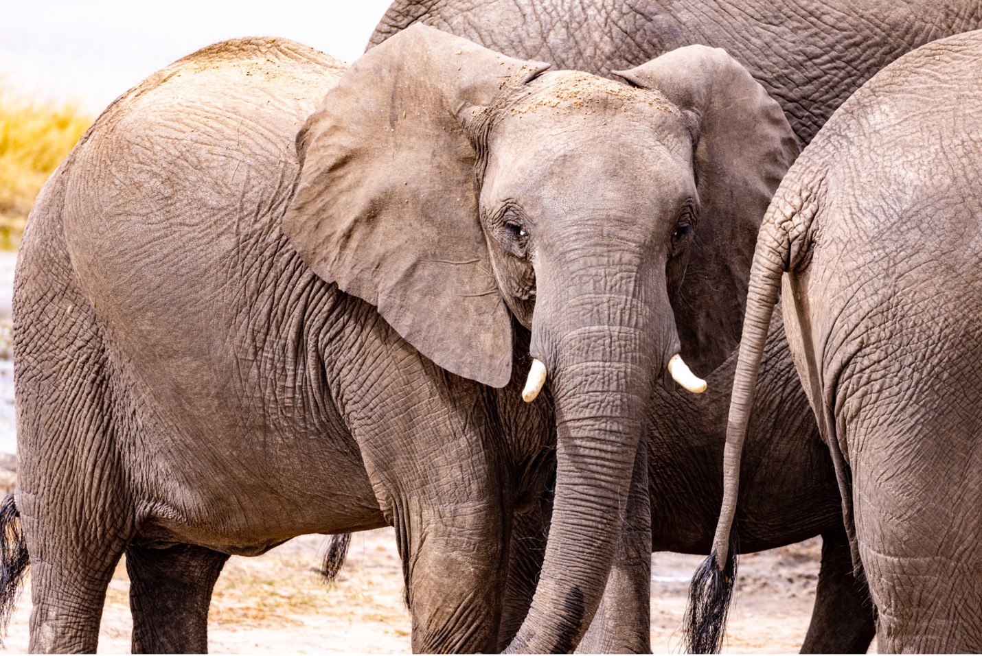 young elephant in a herd