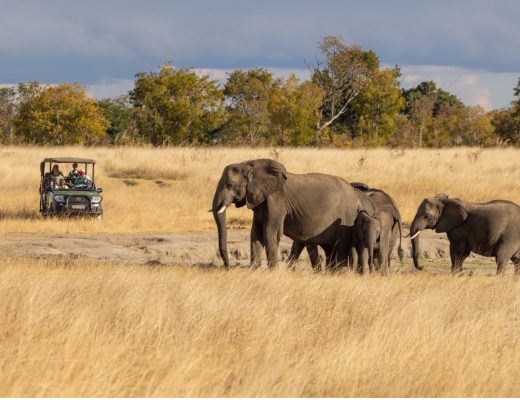 a herd of elephants across a grassy plain with a safari vehicle