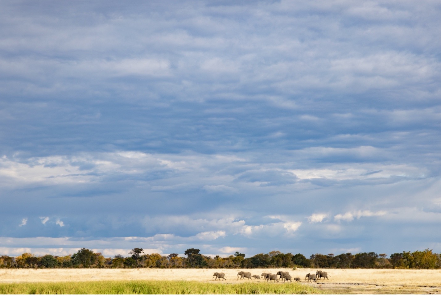 a herd of elephants walks across a grassland