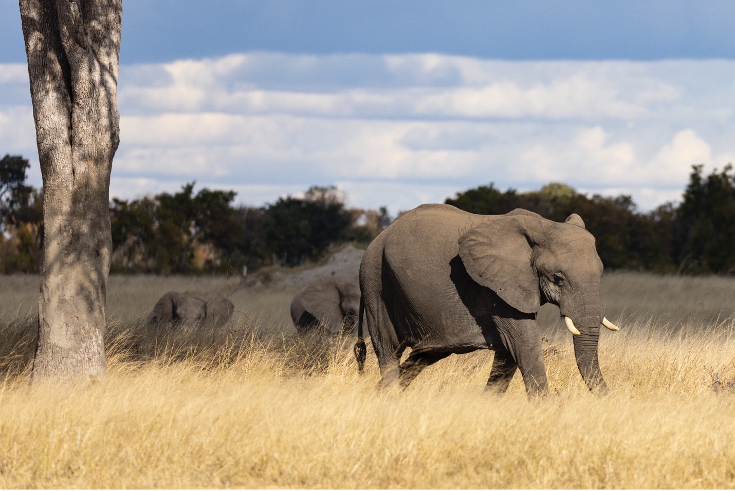 elephant walking across grasses