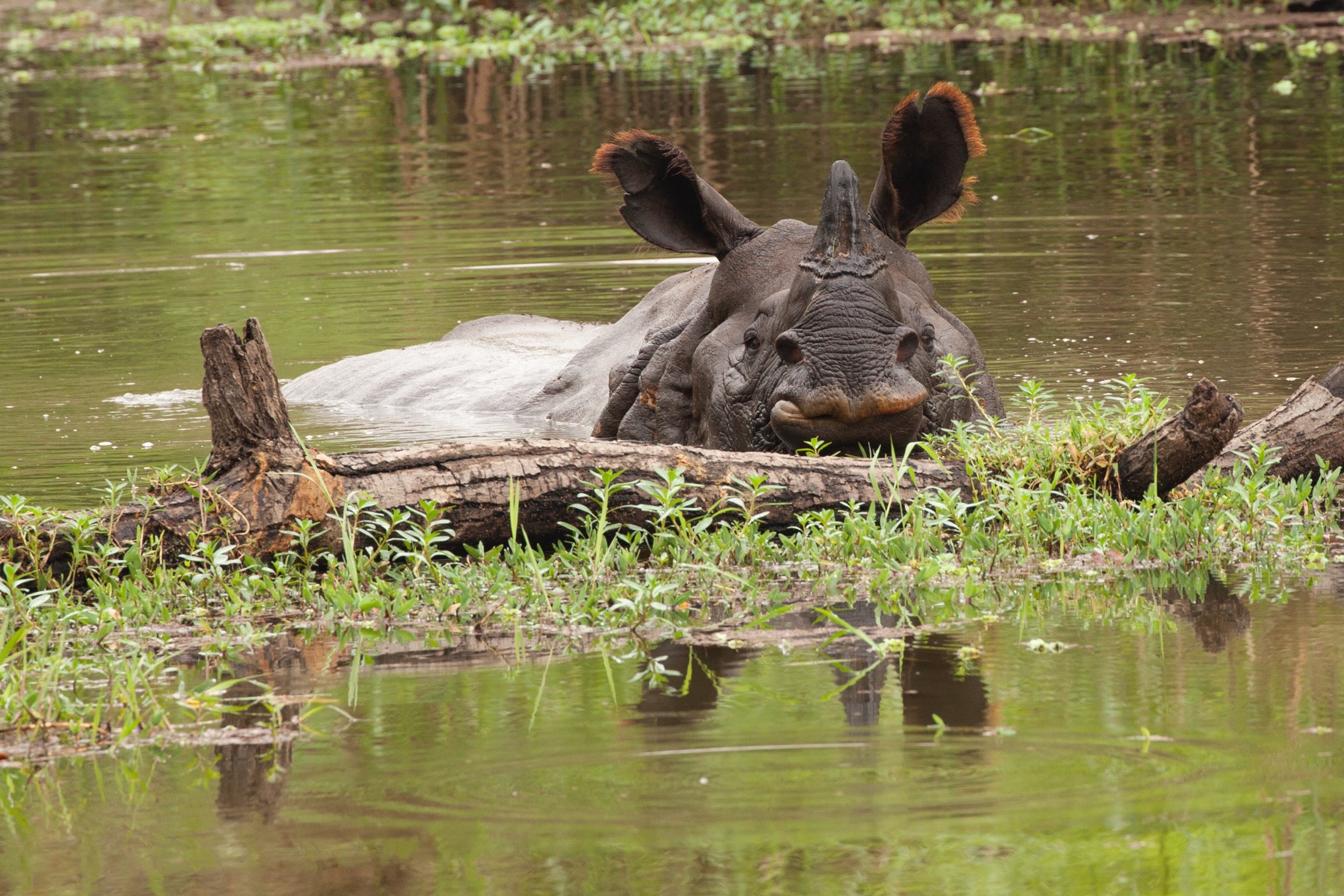 an asian one-horned rhino stares at the camera