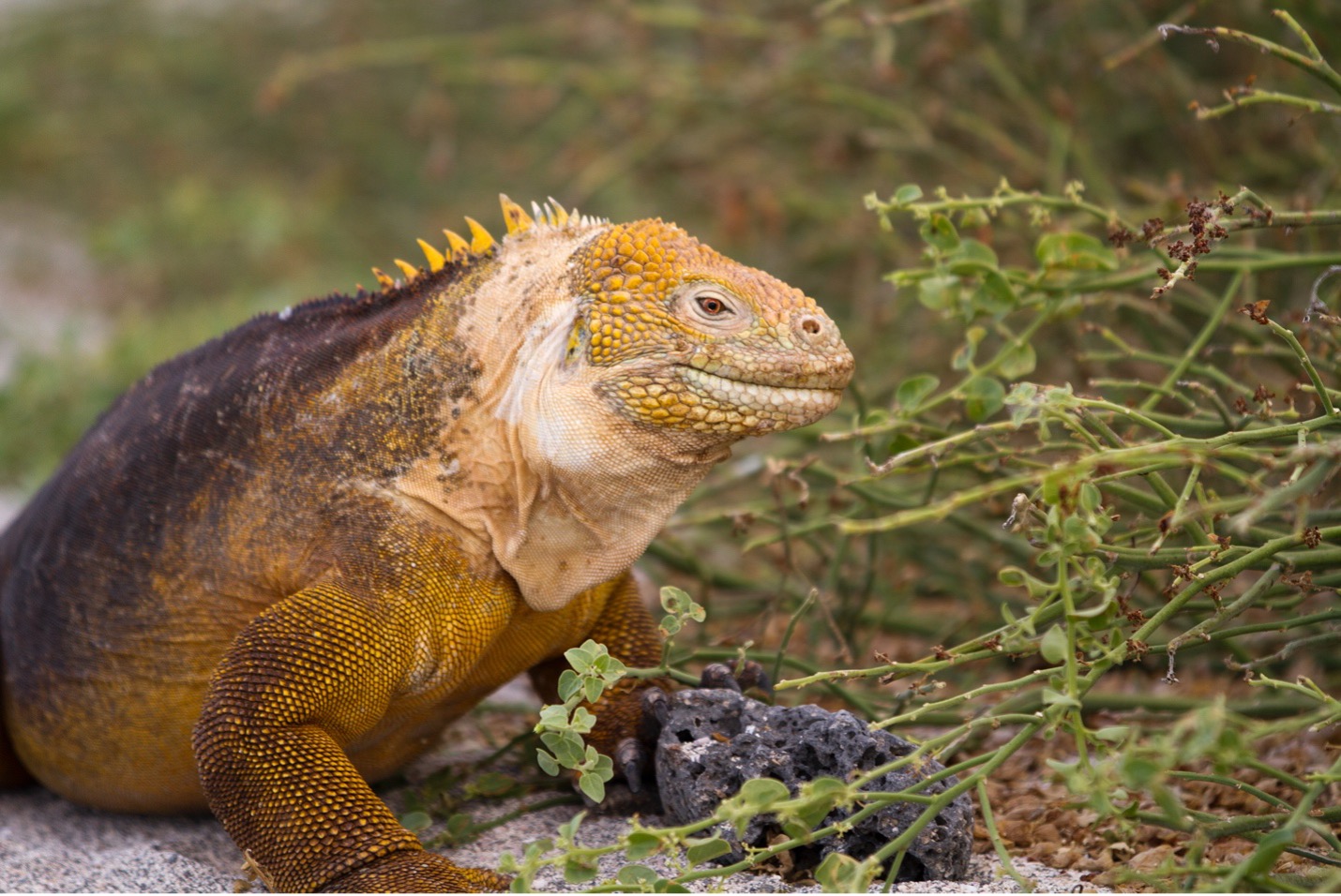 land iguana on green background