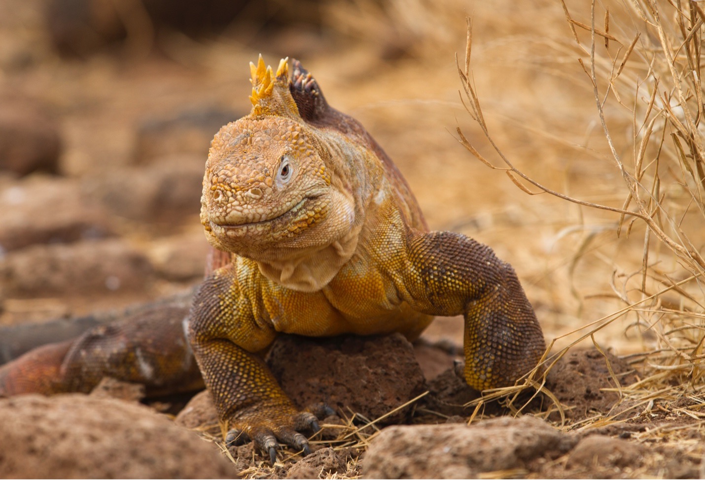 land iguana on brown background