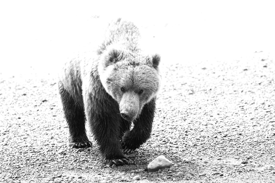 a black and white image of a brown bear walking in Chinitna Bay