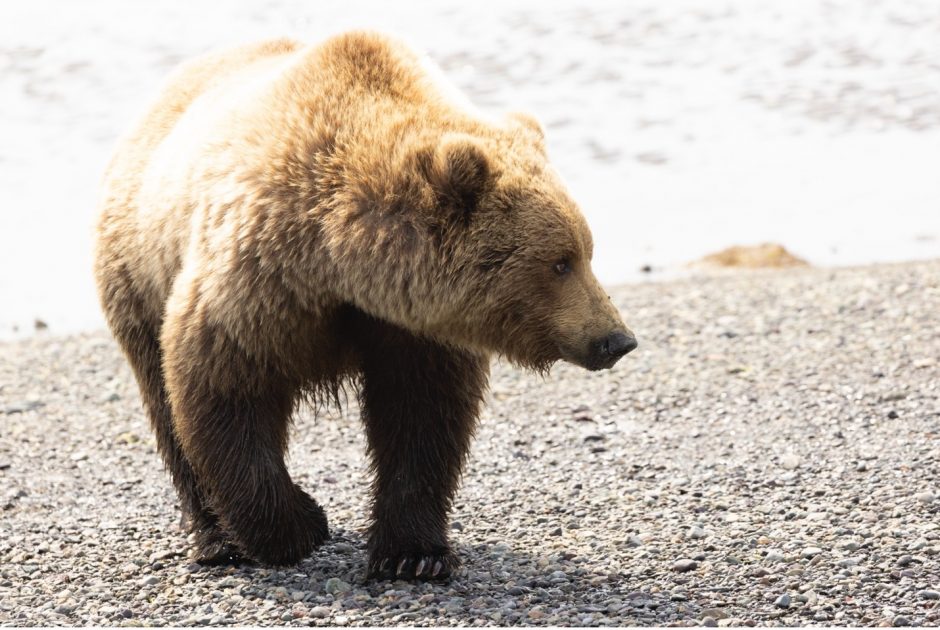 a brown bear walks on a shoreline