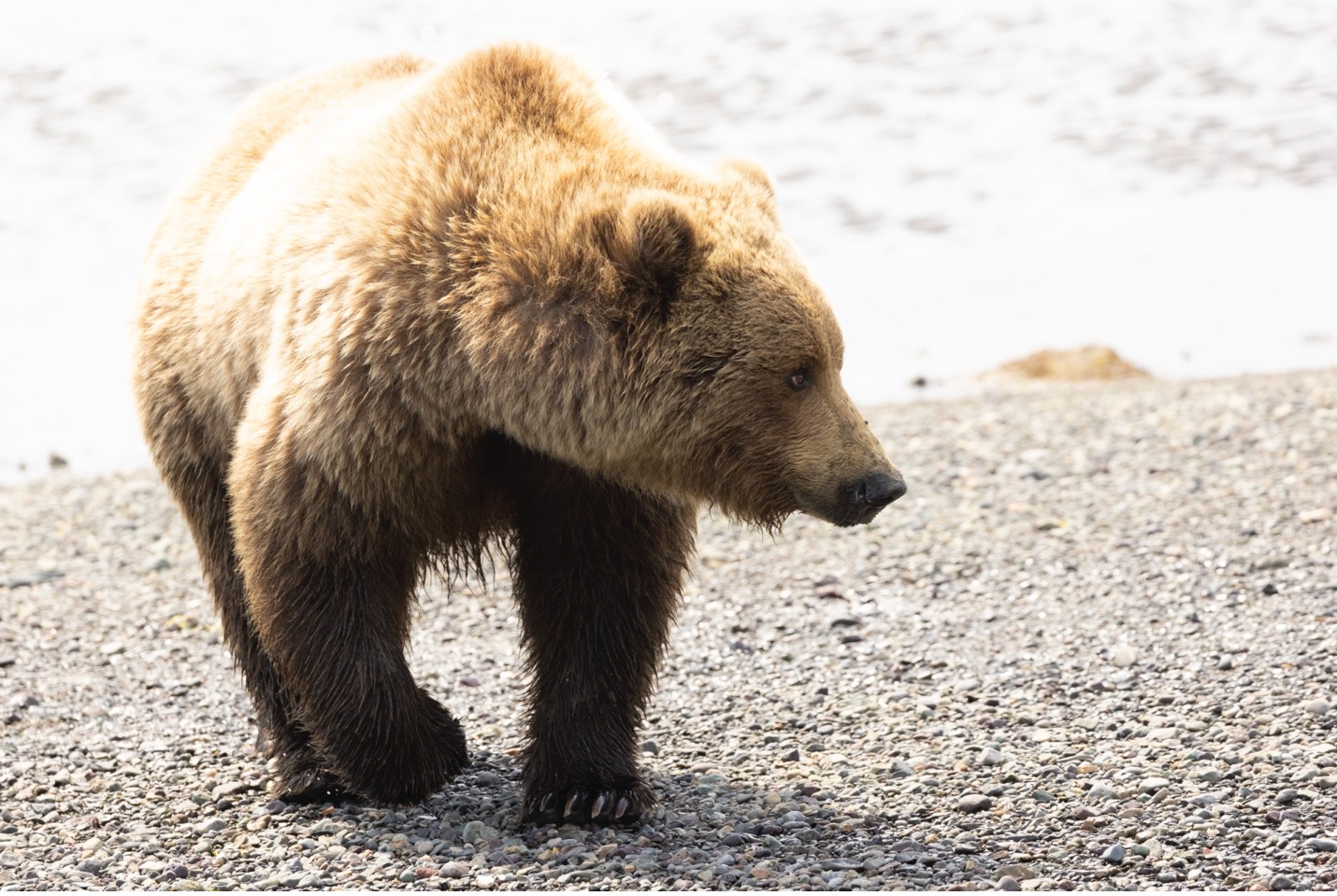 a brown bear walks on a shoreline