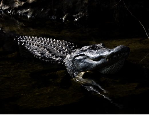 alligator on the prowl
