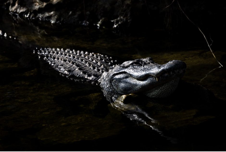 alligator on the prowl