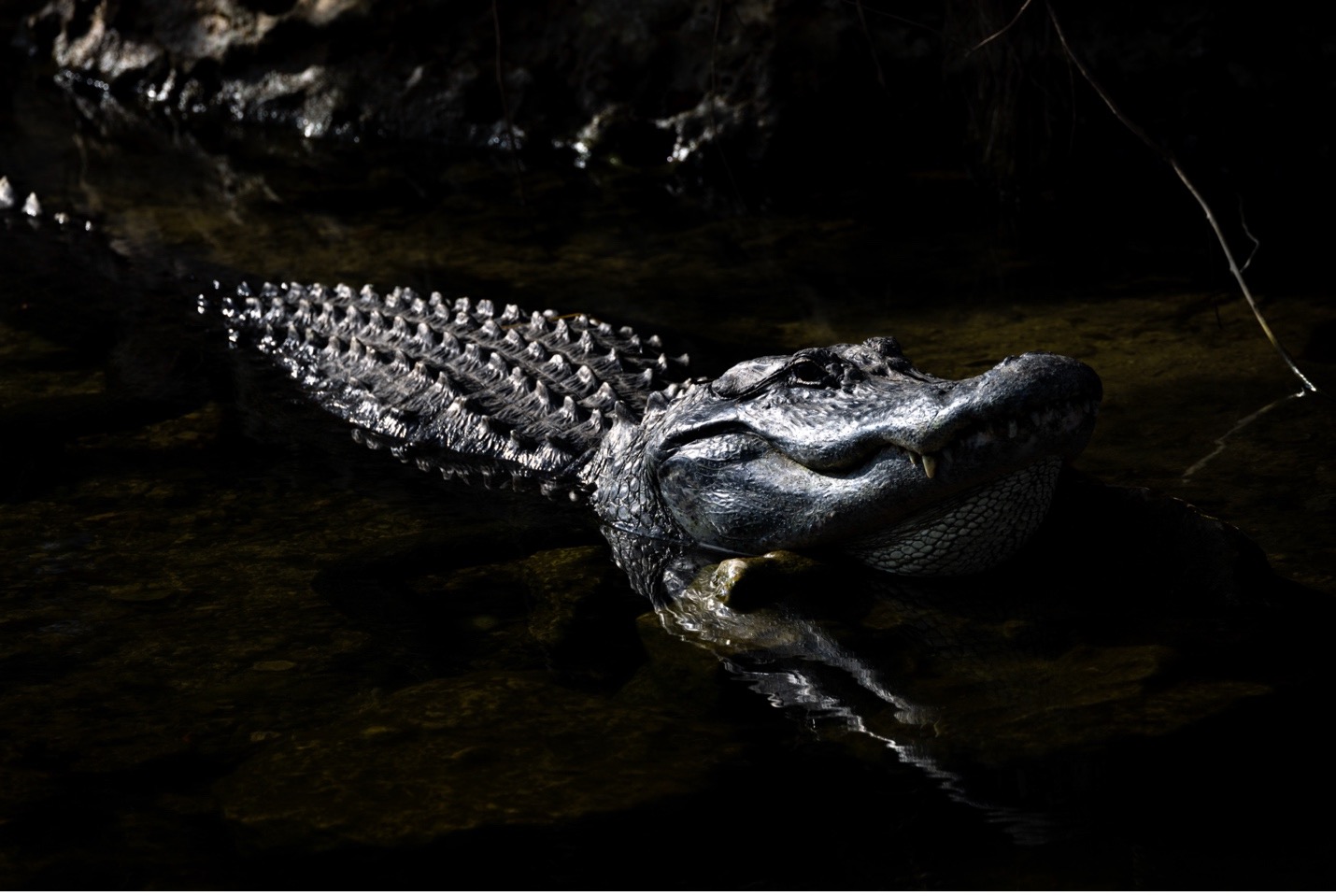 alligator on the prowl