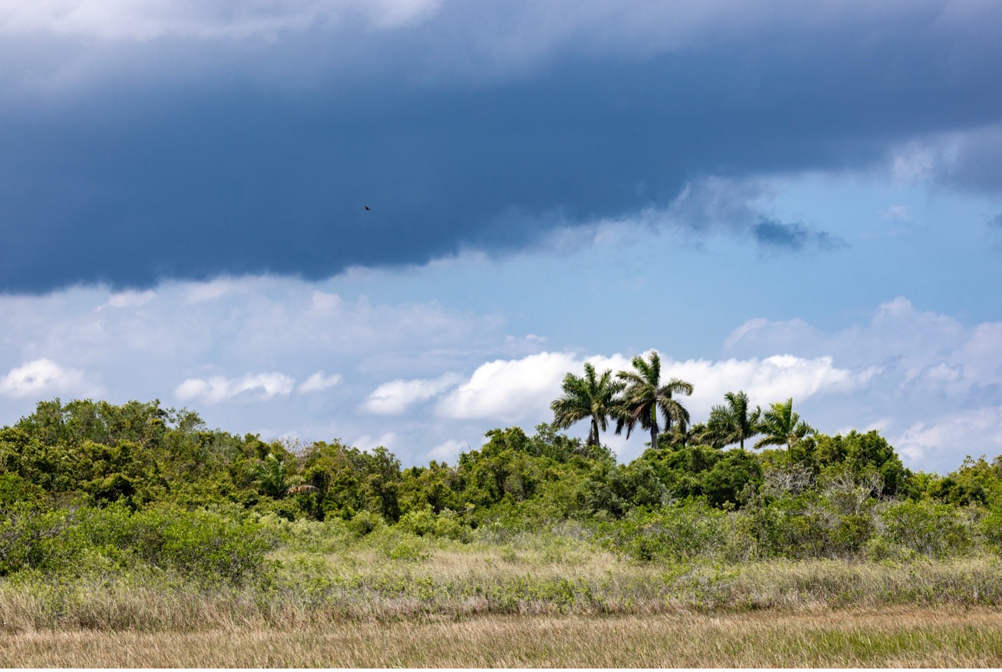 clouds above Royal Palm