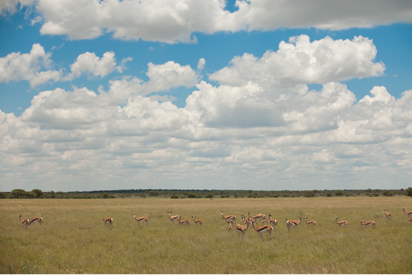 the Kalahari in bloom in the green season