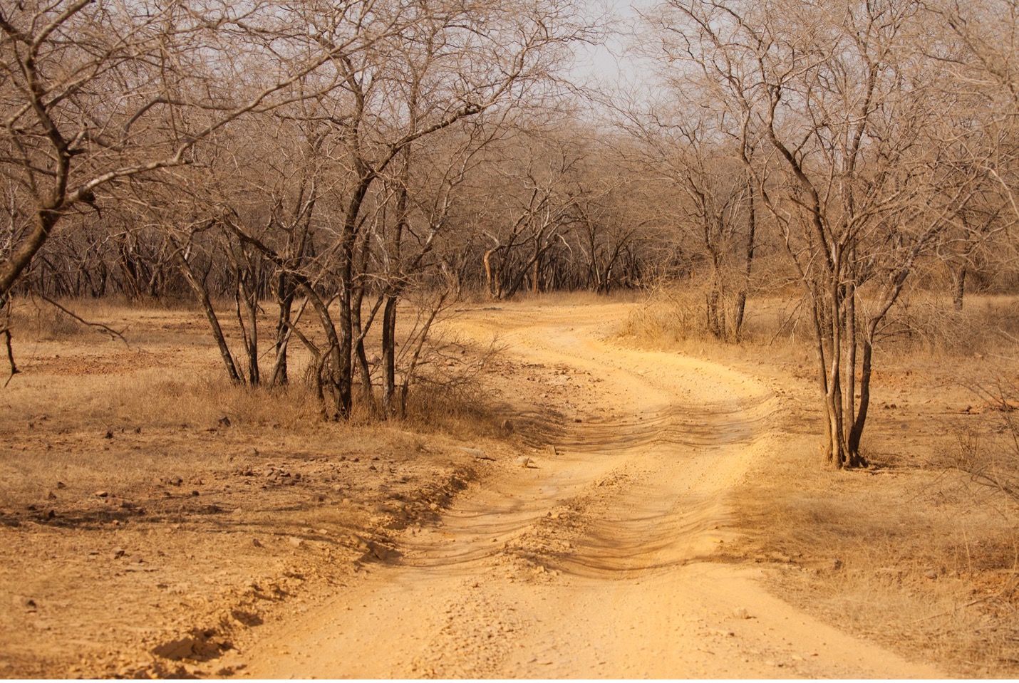 a game trail through the Indian wilderness
