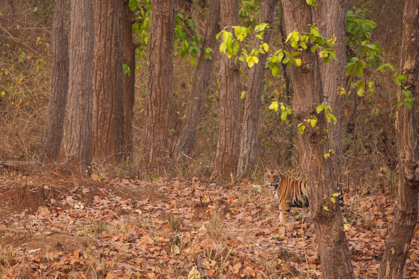 a tiger peeks through the trees