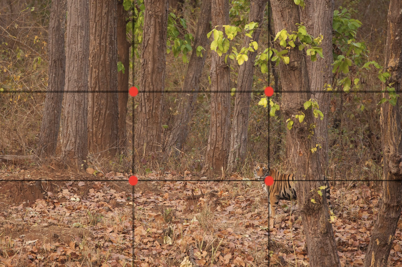 a rule of thirds grid overlays a photo of a tiger through the trees