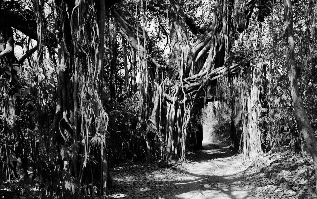 black and white banyan tree with a doorway