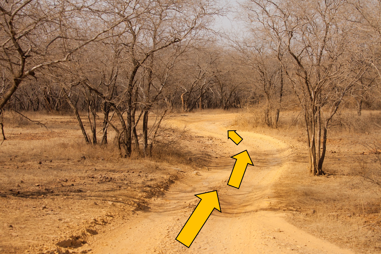 leading lines along a game trail in India