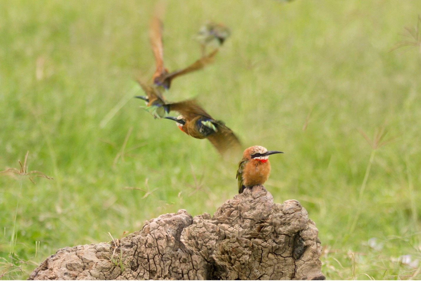 a bee eater flies from a perch