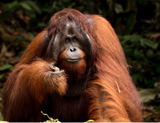 a mighty male orangutan looks into the distance