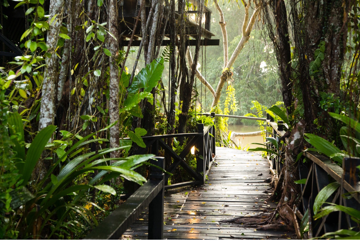 a photo of a jungle lodge after a rain with a shallow depth of field