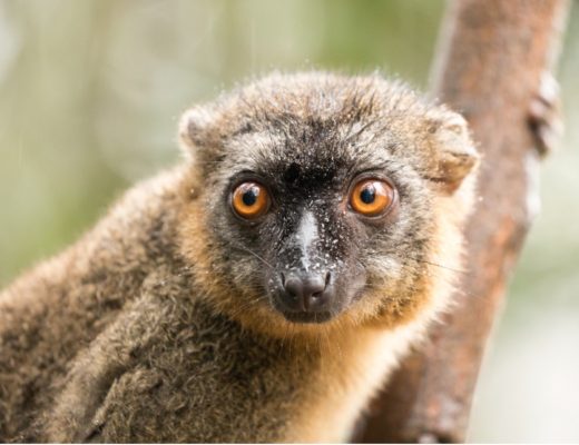 a brown lemur perches on a tree