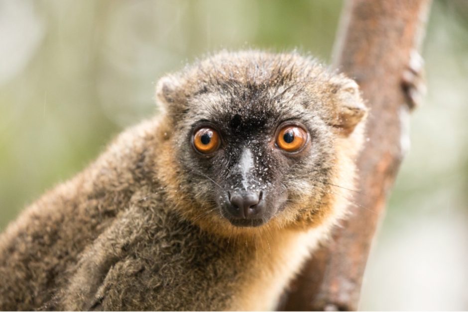 a brown lemur perches on a tree