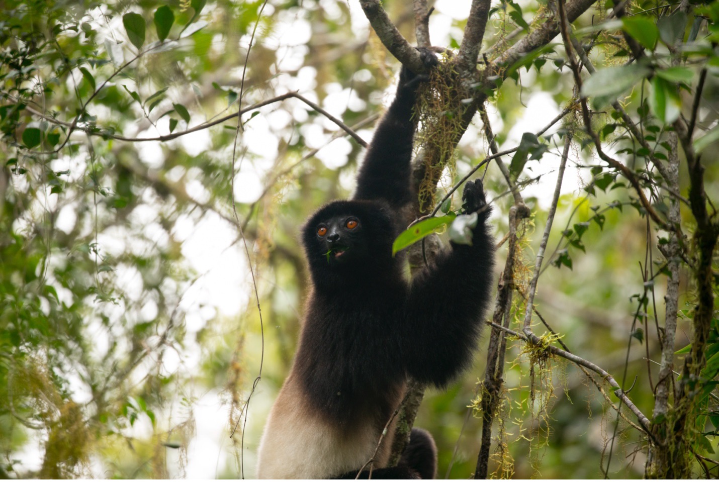 a sifaka sits in backlit conditions