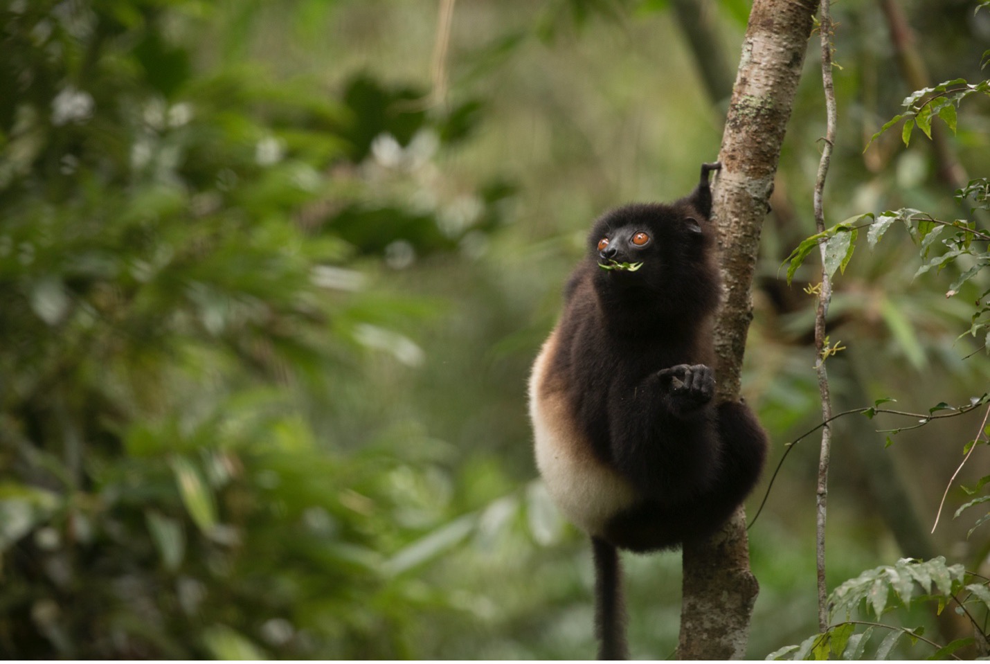 sifaka in front of evenly lit vegetation as an example