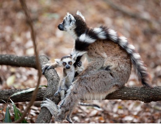 a baby ring tailed lemur sits with its mother with big fluffy tail