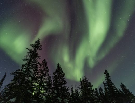 a green aurora dances above the trees
