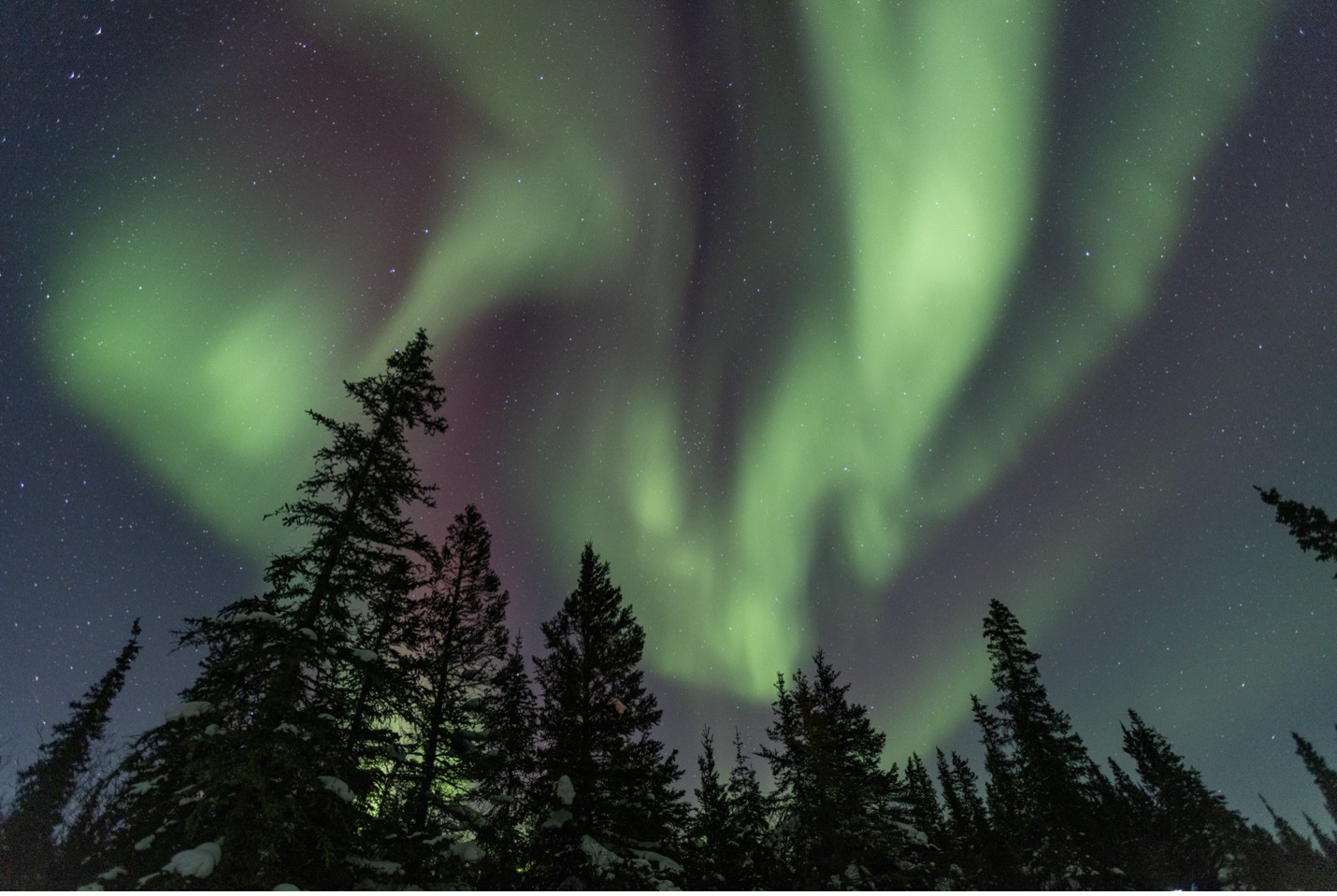 a green aurora dances above the trees
