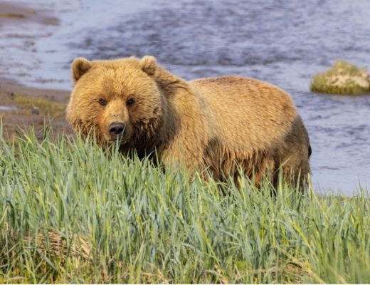 a brown bear in coastal alaska looks up from the grasses