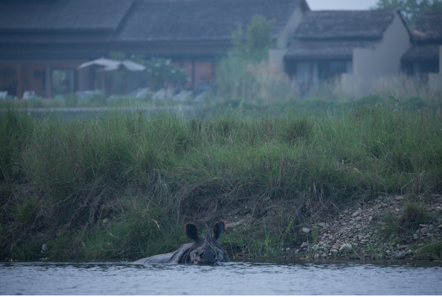 rhino in front of safari camp in Nepal