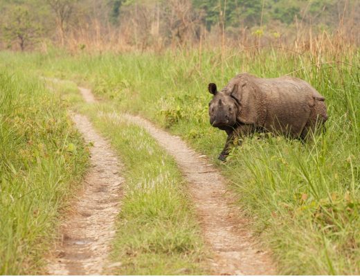 rhino walking across game path