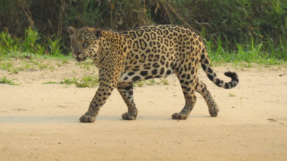 a jaguar walks down a smooth sandy road
